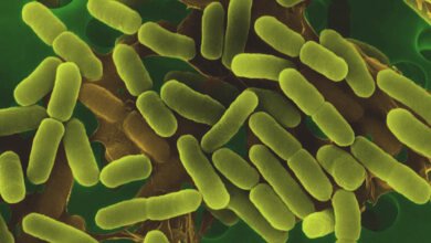 سحب جديد لبراعم الفجل في الولايات المتحدة بسبب E. coli والسالمونيلا.. FDA توسع تحذيراً غذائياً